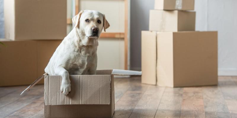 Déménager avec un chien