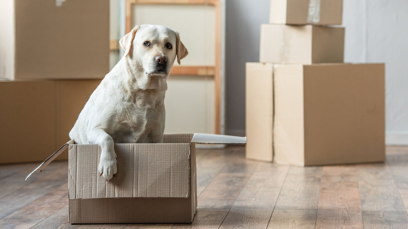 Déménager avec un chien